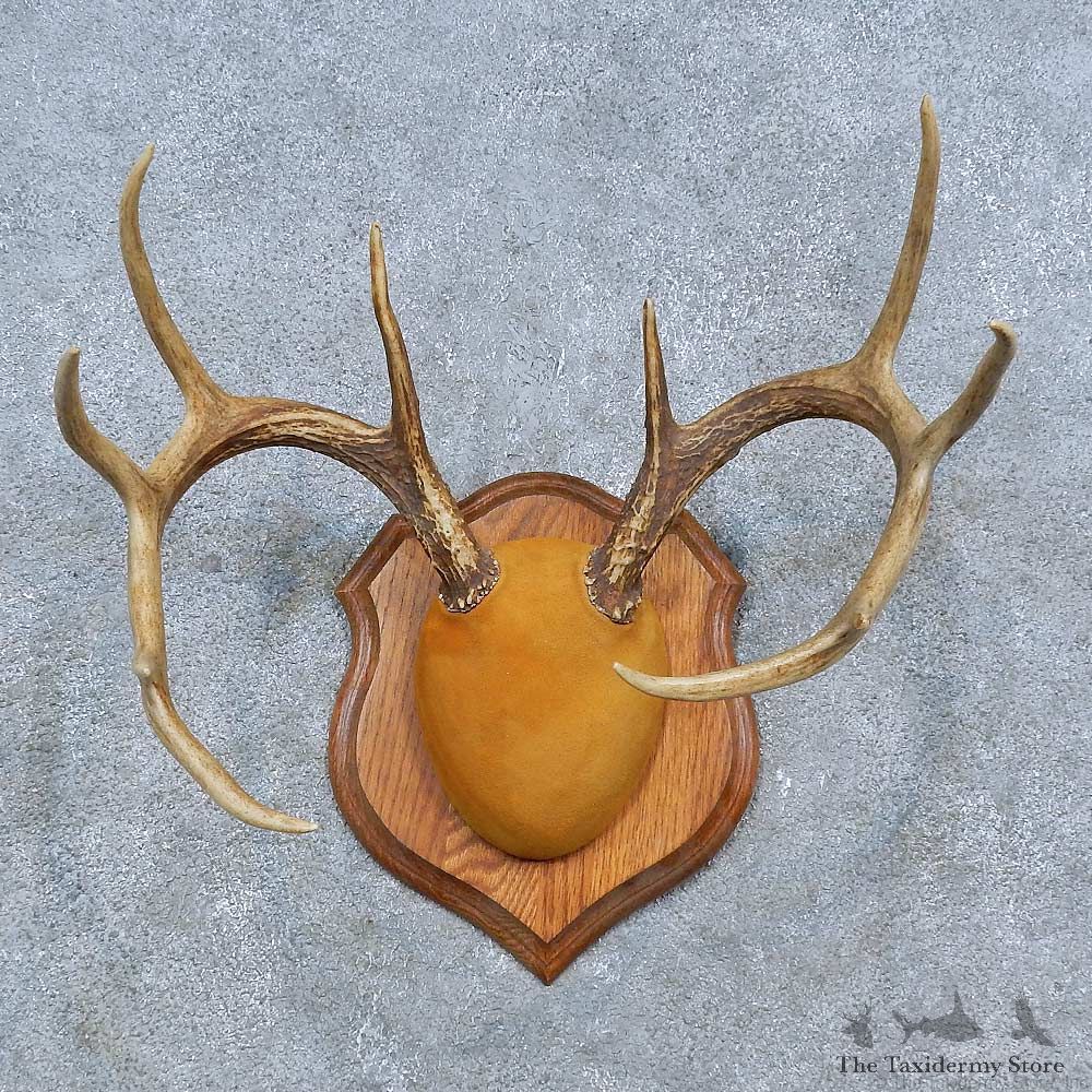Whitetail Deer Antler Plaque Mount For Sale #15320 @ The Taxidermy Store