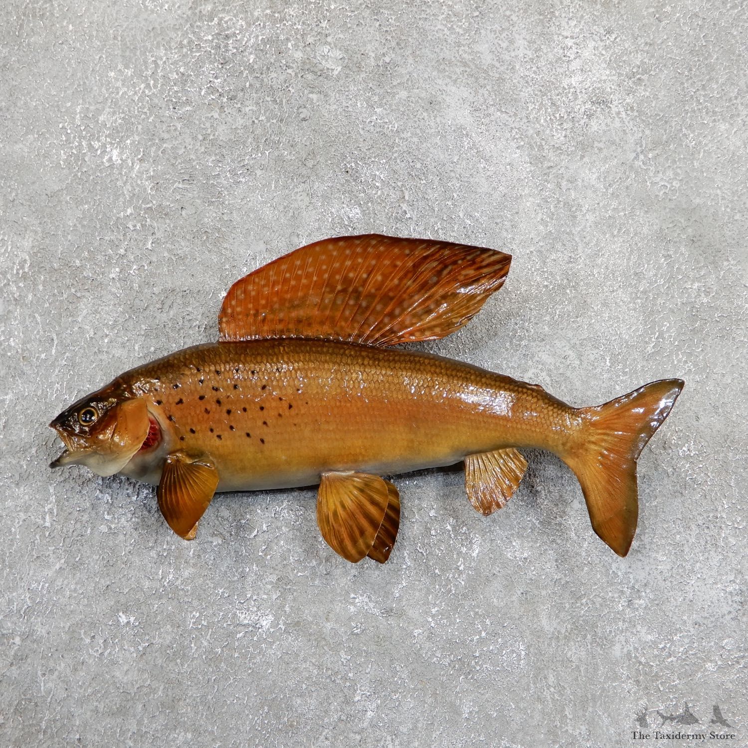 Arctic Grayling Fish Mount For Sale #19672 @ The Taxidermy Store