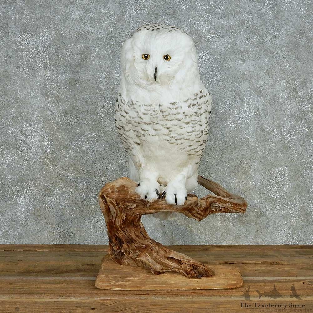 Reproduction Snowy Owl Mount #13551 For Sale @ The Taxidermy Store