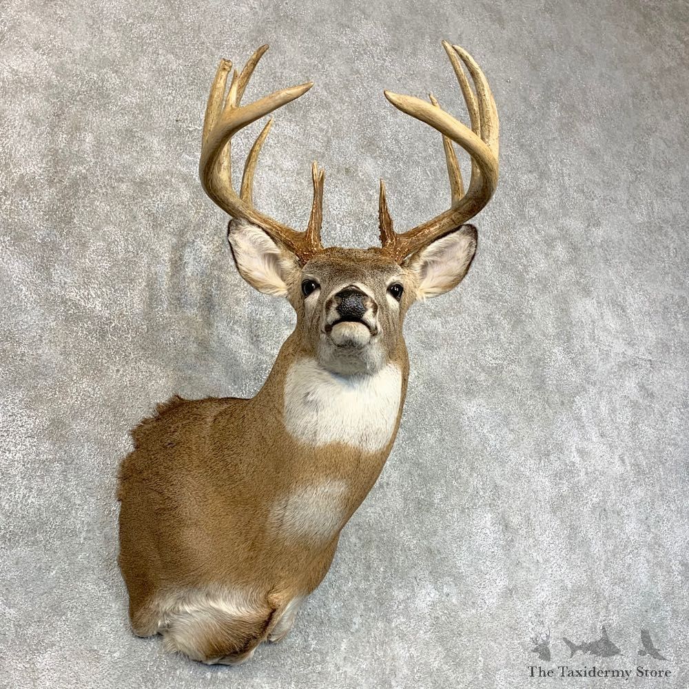 Whitetail Deer Shoulder Mount #22789 For Sale - The Taxidermy Store