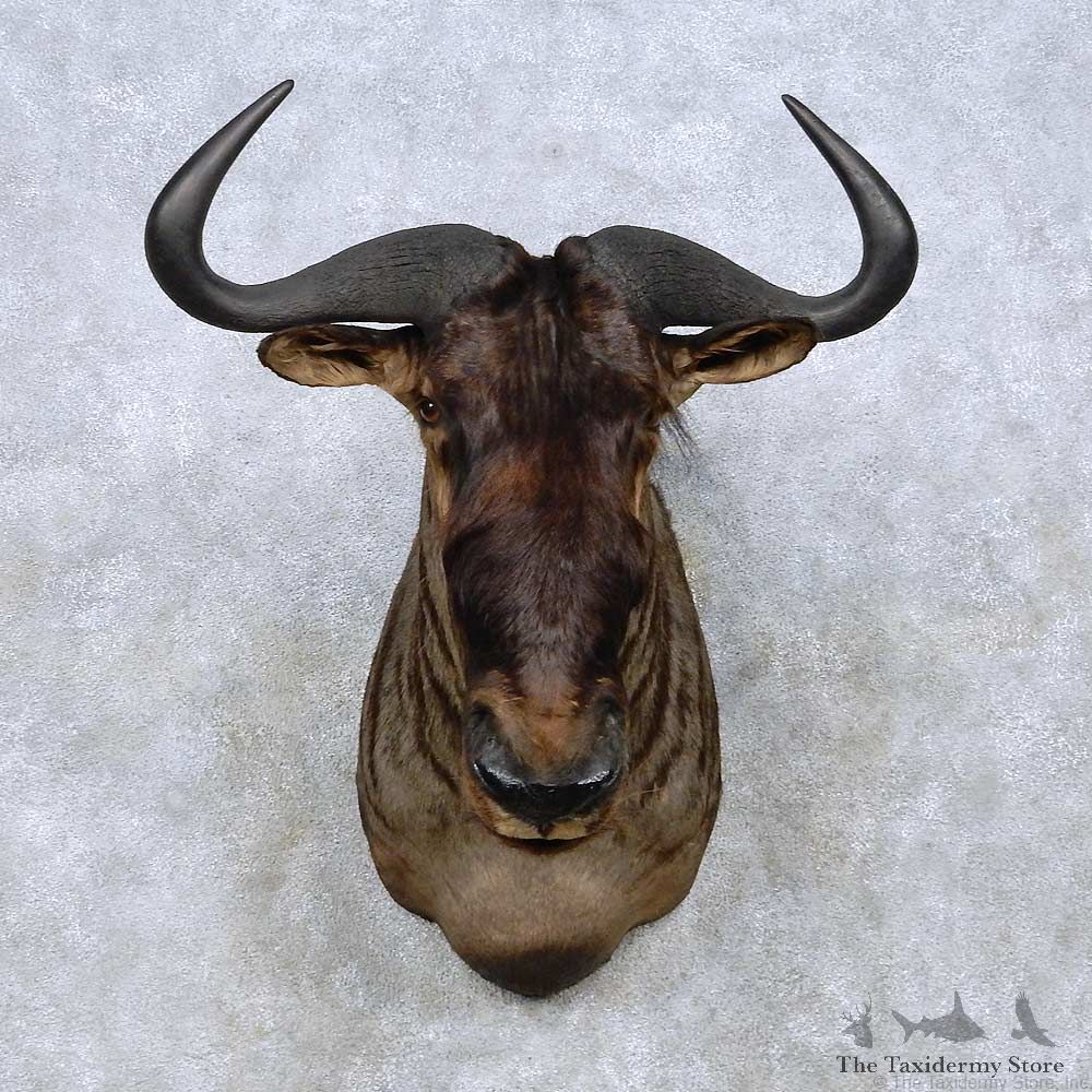 Blue Wildebeest Shoulder Mount For Sale #13972 @ The Taxidermy Store