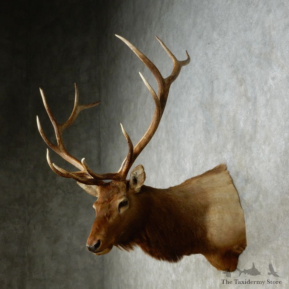 Rocky Mountain Elk Shoulder Mount For Sale #14268 @ The Taxidermy Store