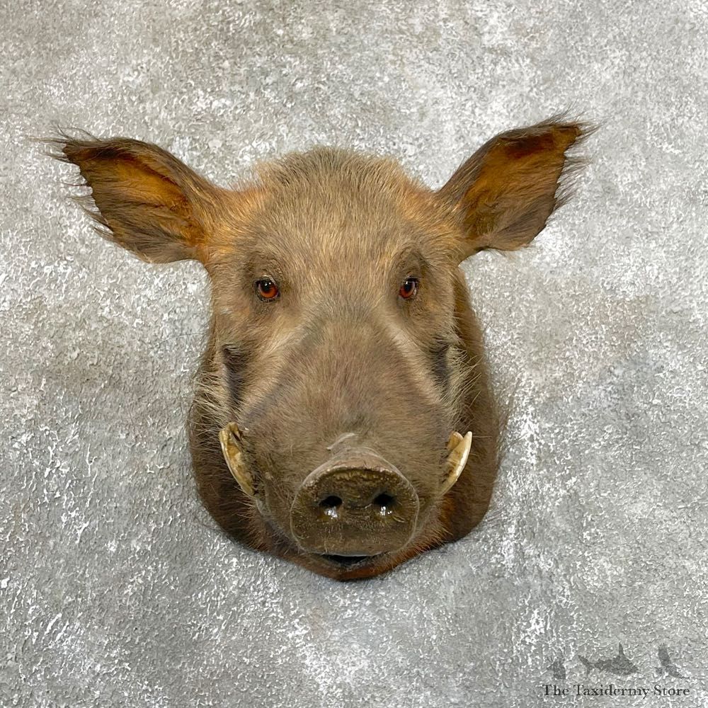 African Giant Forest Hog Taxidermy Shoulder Mount #24194 For Sale @ The Taxidermy Store