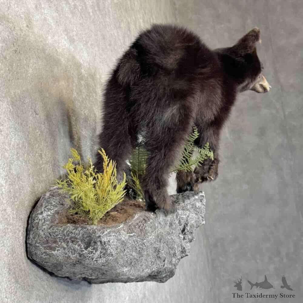 Black Bear Cub Life-Size Mount For Sale #31354 @ The Taxidermy Store