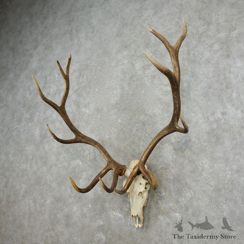 Rocky Mountain Elk Skull European Mount For Sale #17393 @ The Taxidermy Store