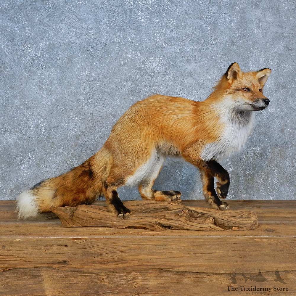Red Fox Mount For Sale #15418 @ The Taxidermy Store