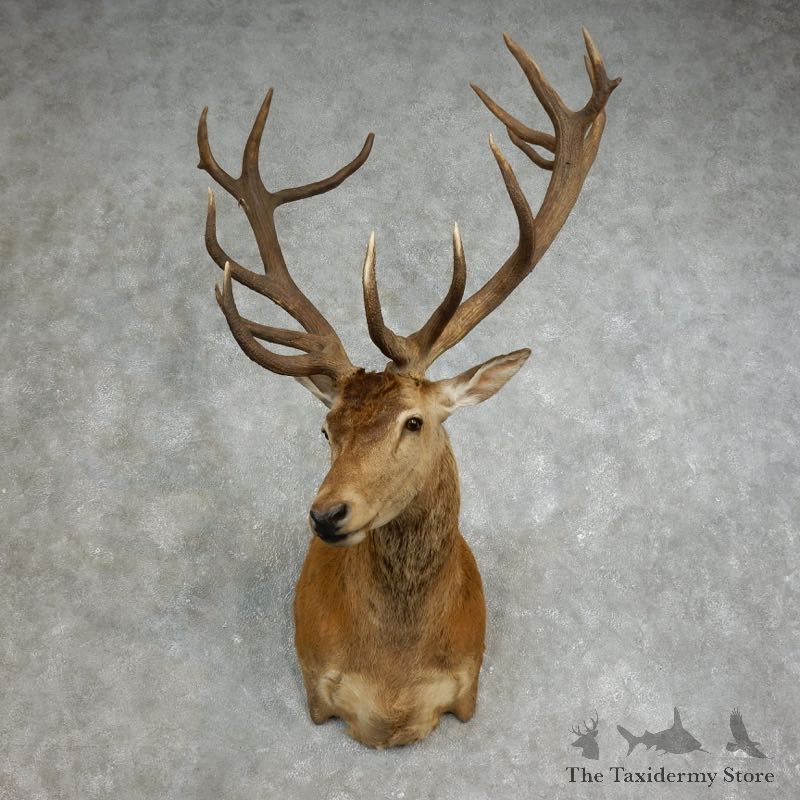 Red Stag Shoulder Mount For Sale #17652 @ The Taxidermy Store