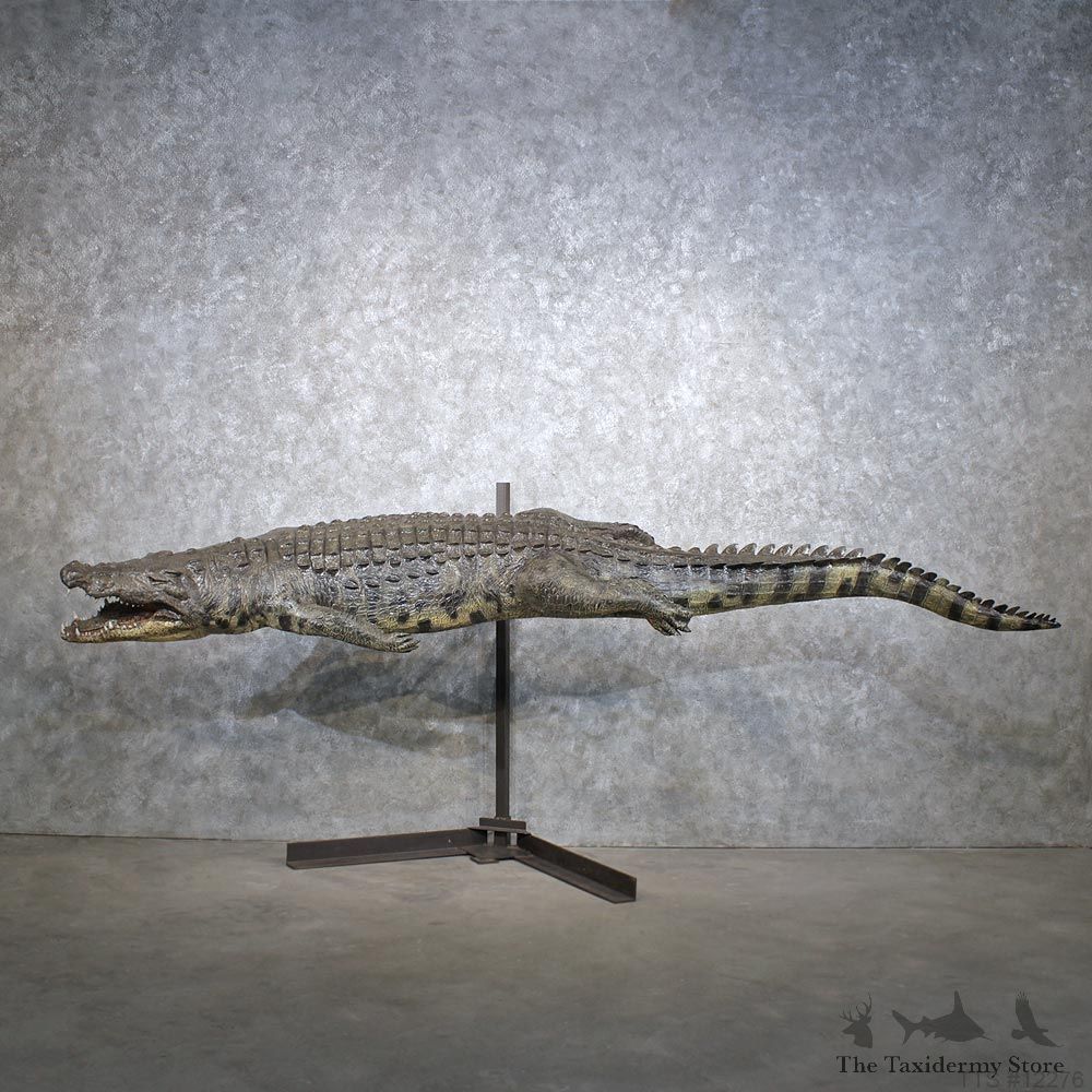 African Nile Crocodile Mount #12276 For Sale @ The Taxidermy Store