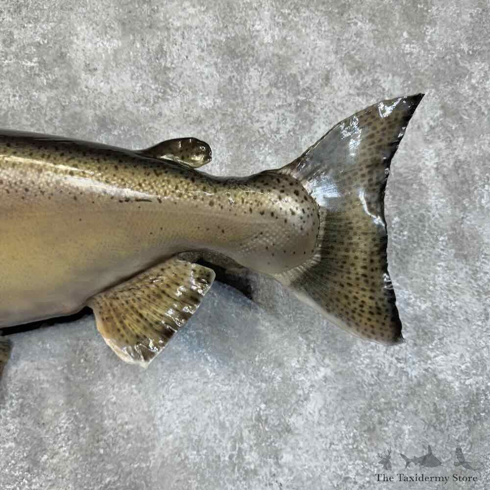 Spawning Phase King Chinook Salmon Fish Mount For Sale #30751 @ The Taxidermy Store