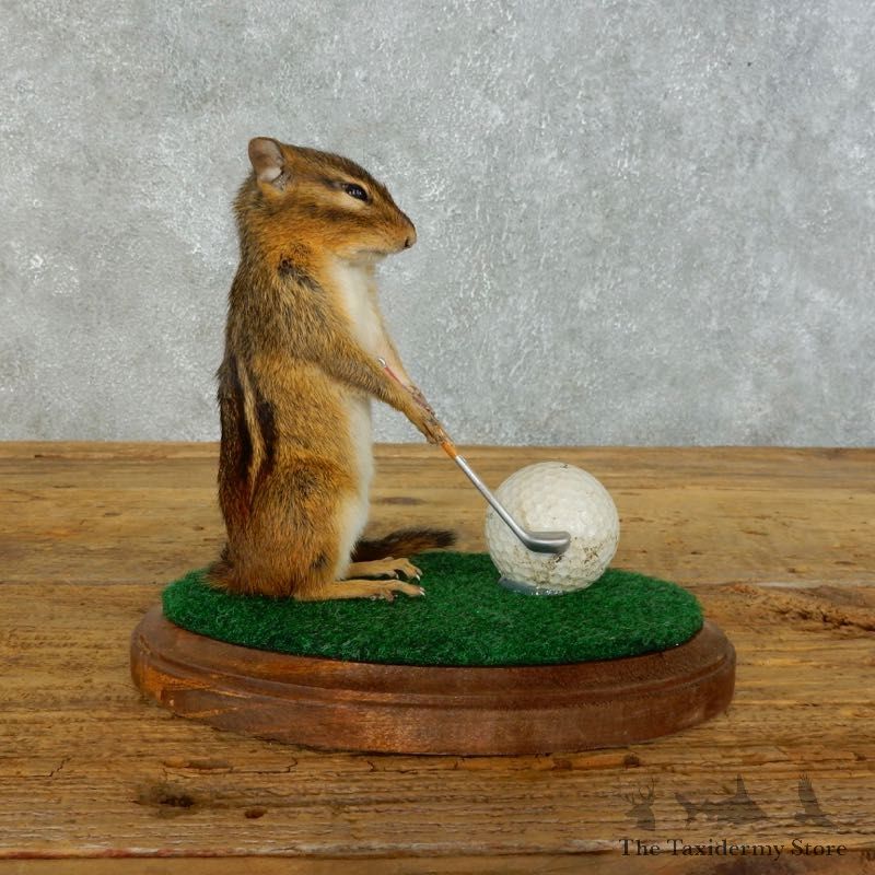 Golfing Squirrel Novelty Mount For Sale #18463 @ The Taxidermy Store