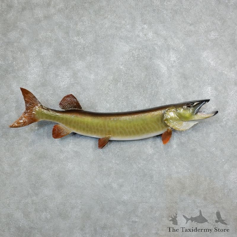 Musky Taxidermy Fish Mount For Sale The Taxidermy Store - 18237
