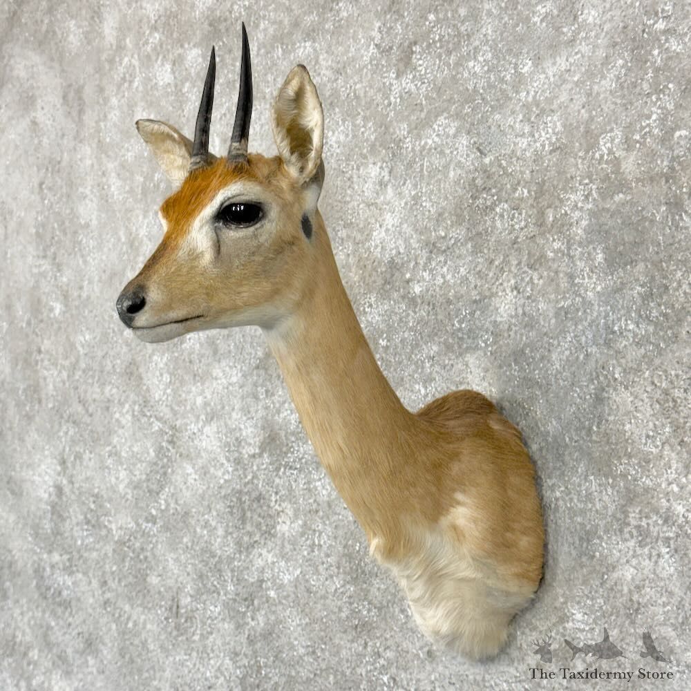 Southern Oribi Shoulder Mount For Sale #28948 @ The Taxidermy Store
