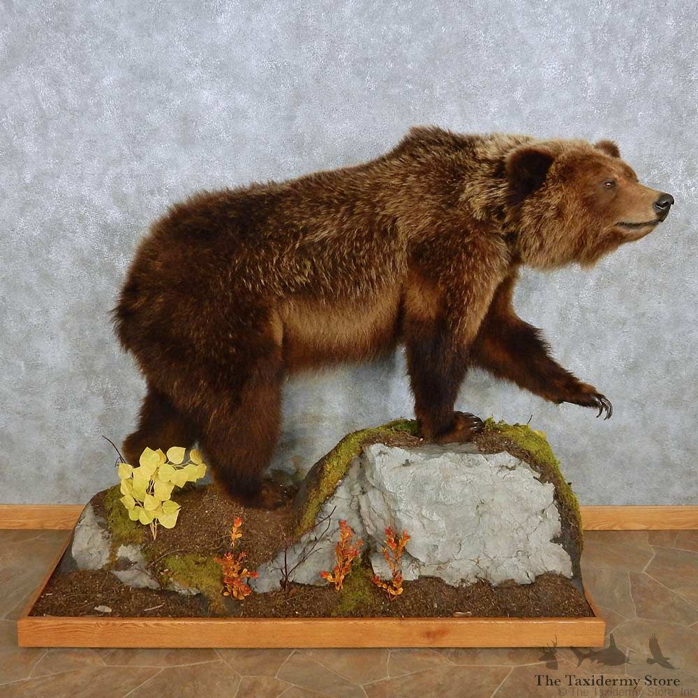 Grizzly Bear Life-Size Mount For Sale #15122 @ The Taxidermy Store