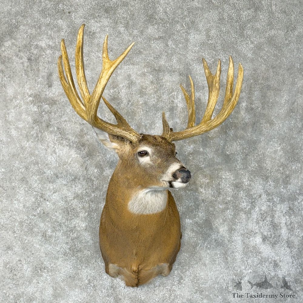 Whitetail Deer Shoulder Mount For Sale #29797 - The Taxidermy Store