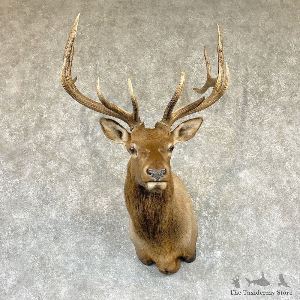 Rocky Mountain Elk Shoulder Mount For Sale #26466 @ The Taxidermy Store
