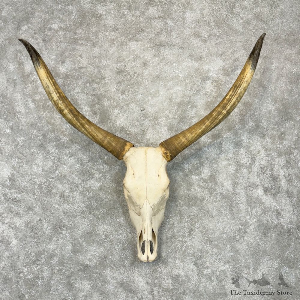 Watusi Longhorn Skull European Mount For Sale #29723 @ The Taxidermy Store