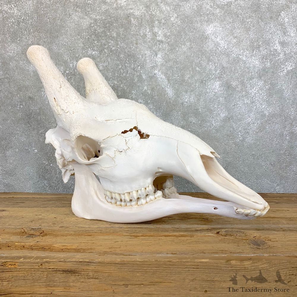 African Giraffe Skull For Sale #23901 @ The Taxidermy Store