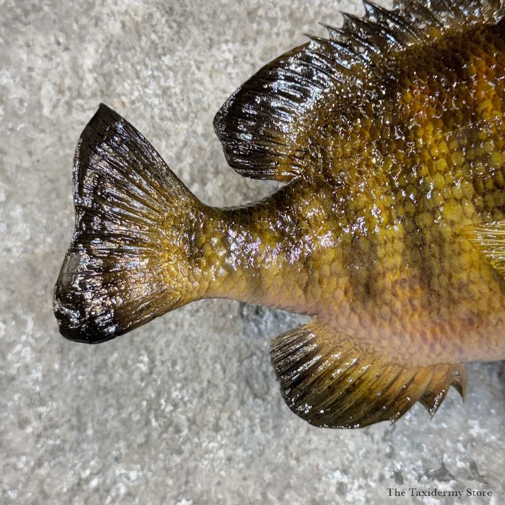 Bluegill Fish Mount For Sale #29918 @ The Taxidermy Store