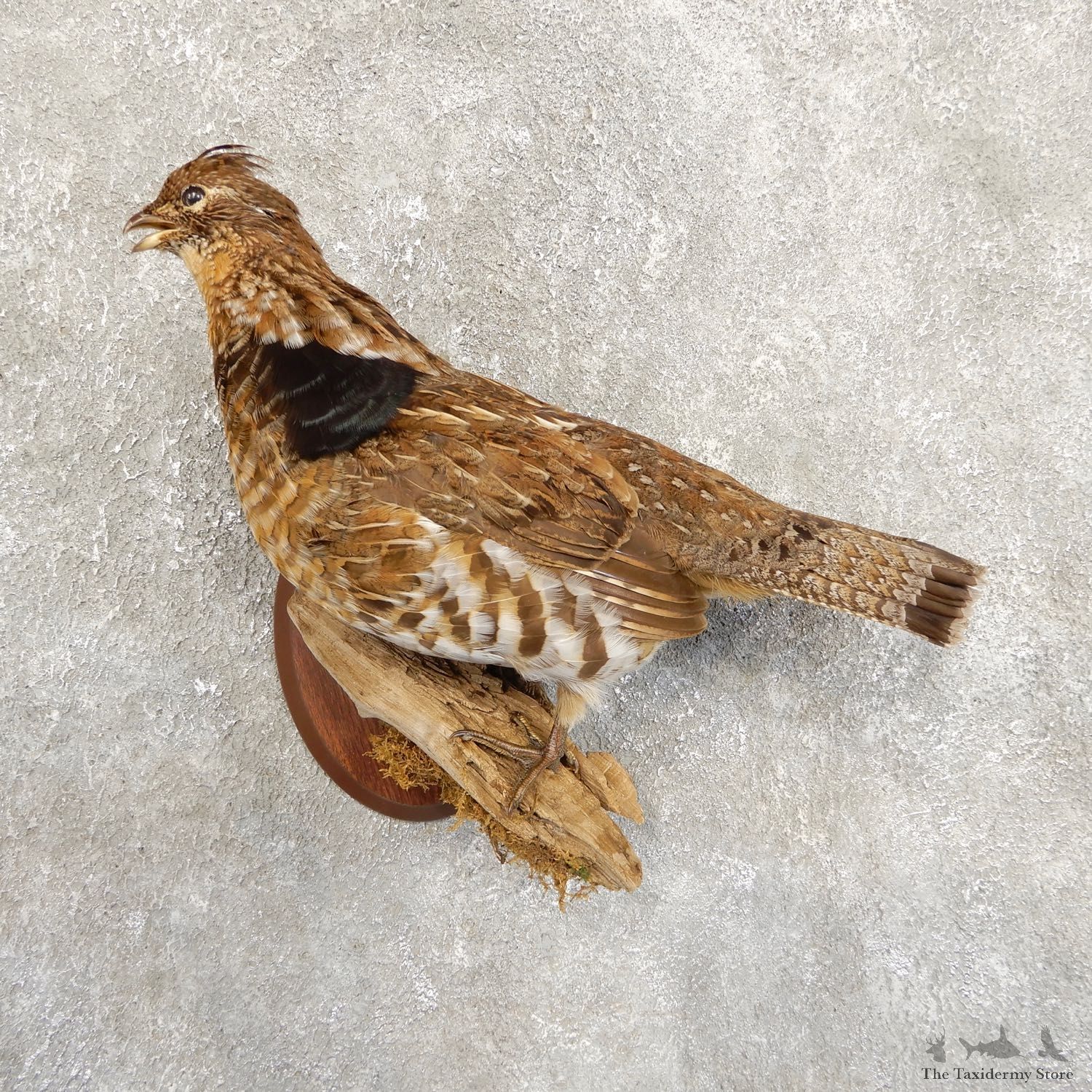 Ruffed Grouse Bird Mount For Sale #19721 @ The Taxidermy Store