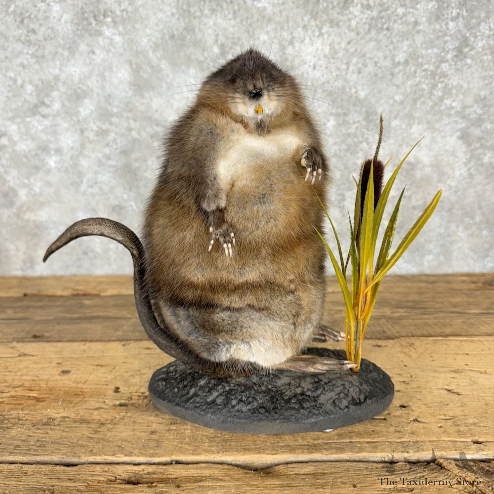 Muskrat Life-Size Mount For Sale #29667 @ The Taxidermy Store