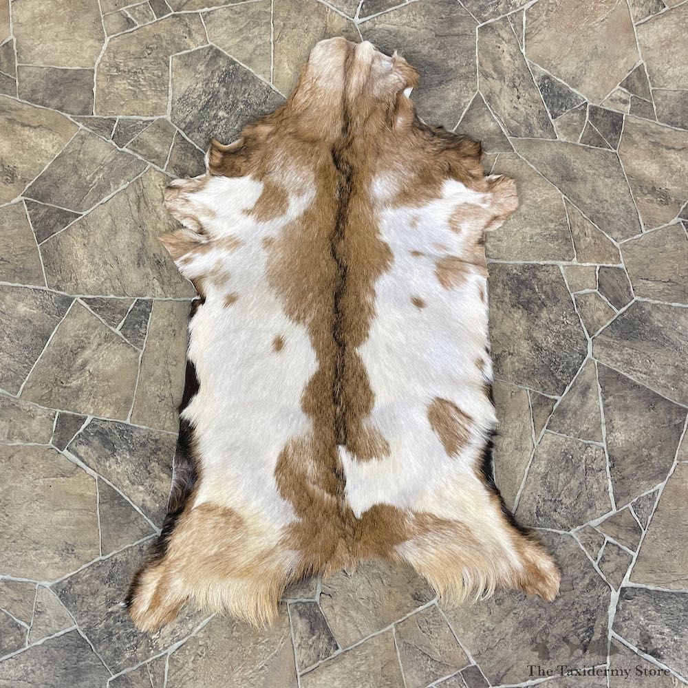 Goat Hide Taxidermy Tanned Skin For Sale #25318 @ The Taxidermy Store