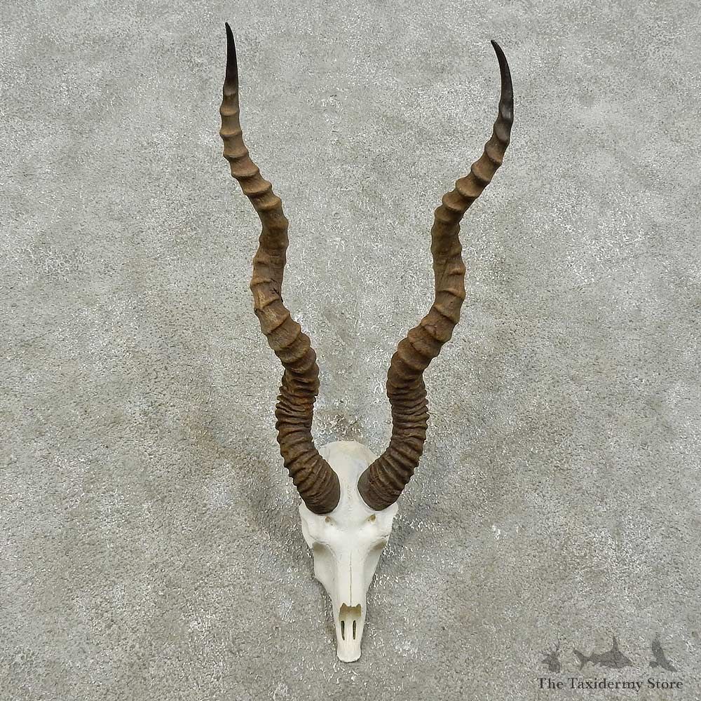 Blackbuck Skull & Horn European Mount For Sale #15843 @ The Taxidermy Store