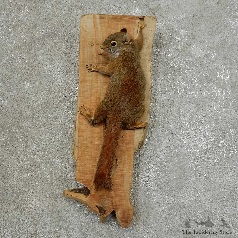 Red Squirrel Life-Size Mount For Sale #16857 @ The Taxidermy Store