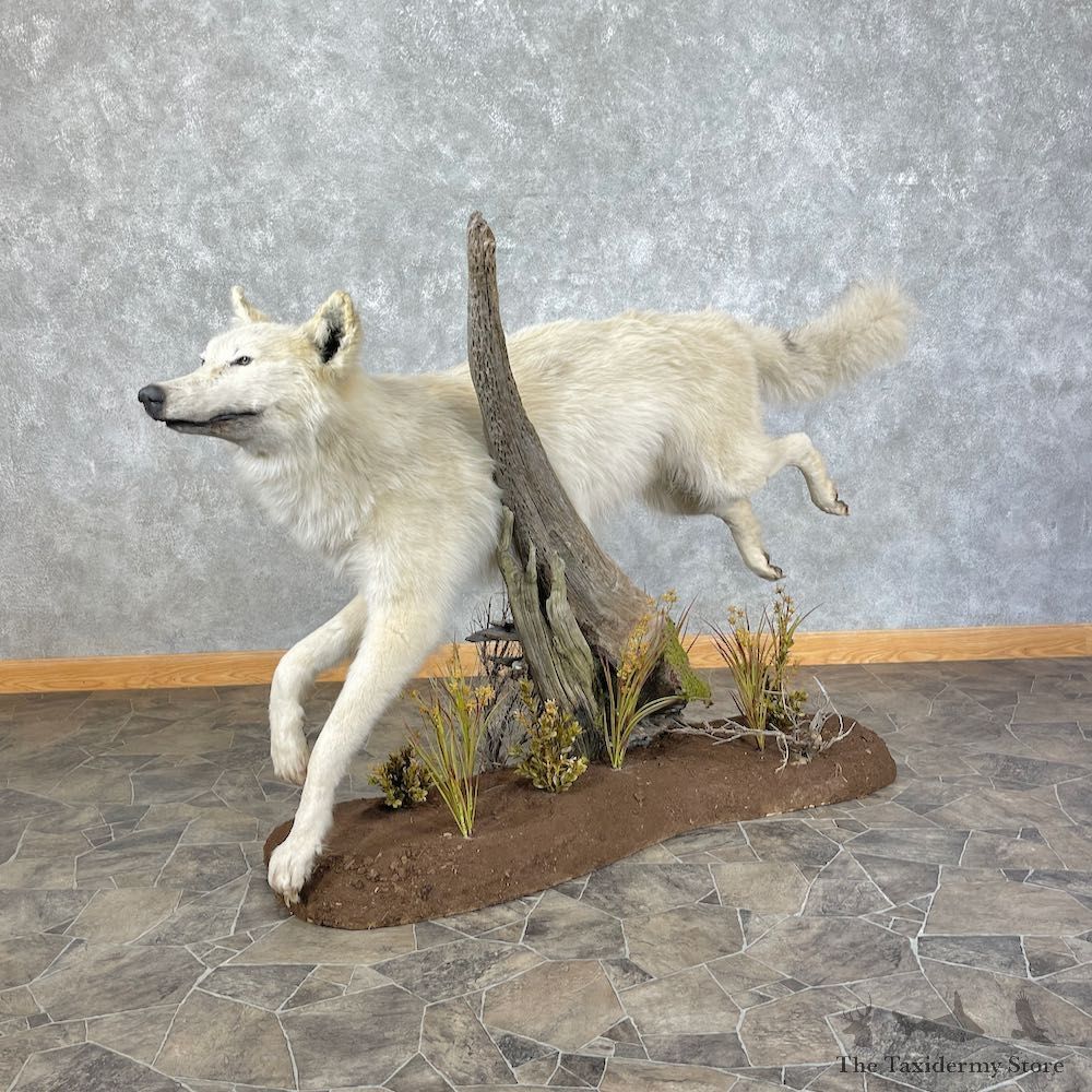 White Alaskan Grey Wolf Mount For Sale #25699 @ The Taxidermy Store