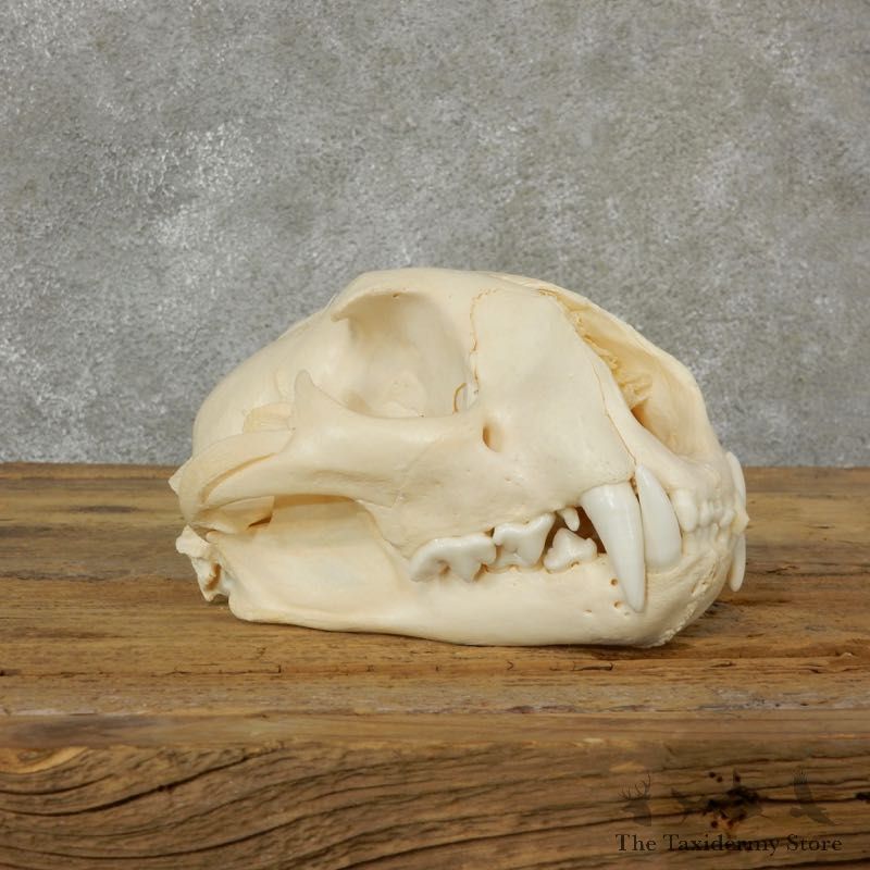 Mountain Lion Cougar Full Skull For Sale #17092 @ The Taxidermy Store