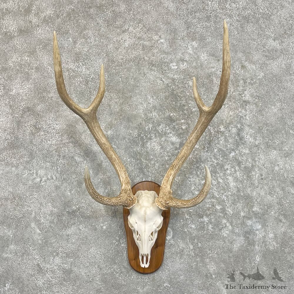 Axis Deer Skull Plaque Mount For Sale #27493 @ The Taxidermy Store