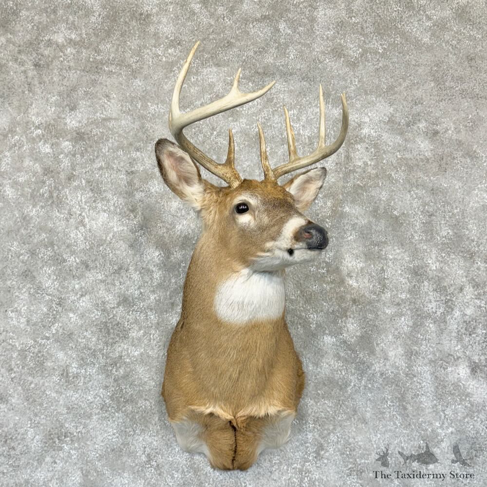 Whitetail Deer Shoulder Mount For Sale #29176 - The Taxidermy Store