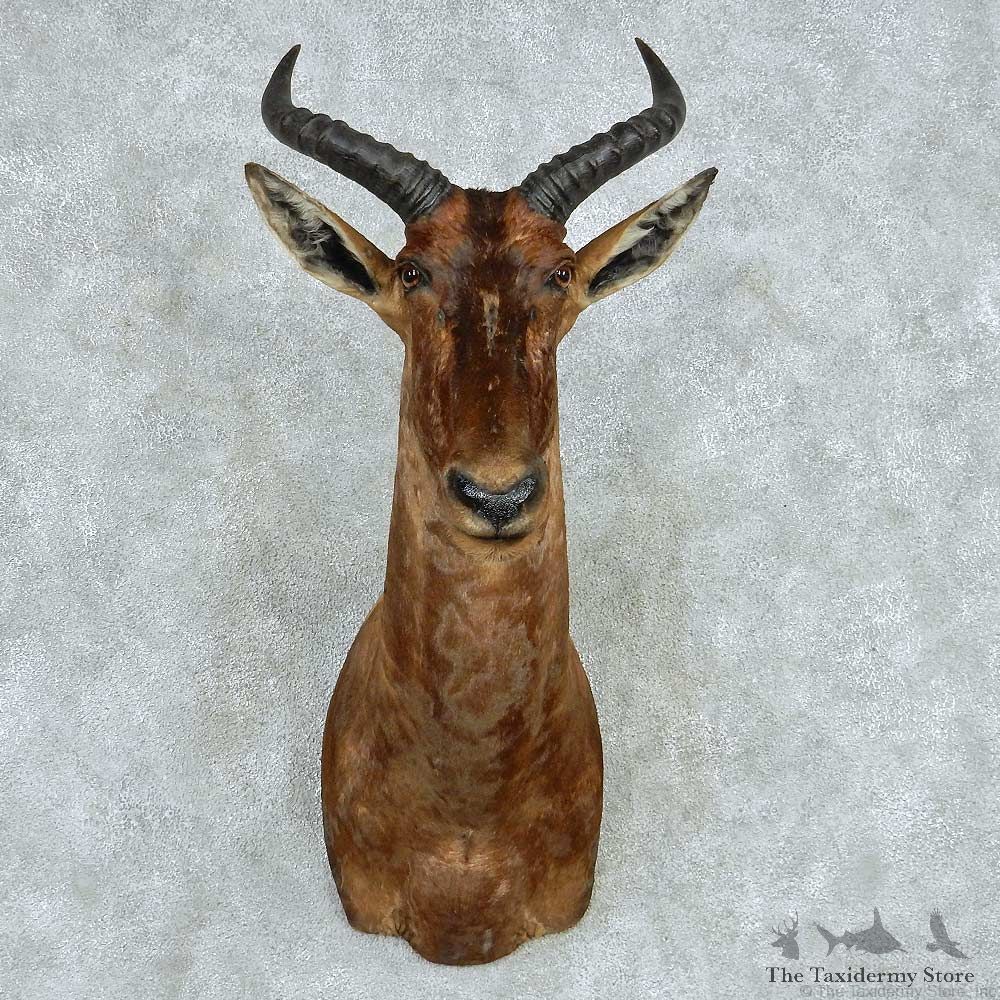 African Tsessebe Shoulder Mount #13609 For Sale @ The Taxidermy Store