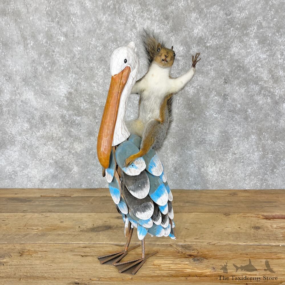 Novelty Grey Squirrel Mount For Sale #28372 @ The Taxidermy Store