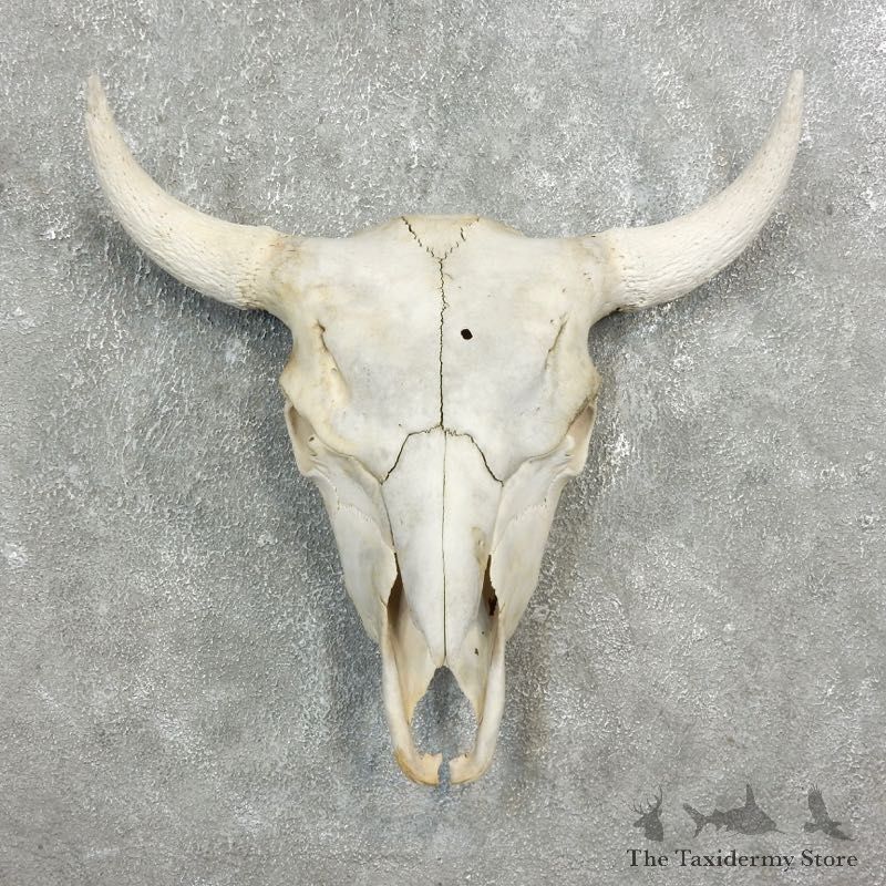 Buffalo Bison Skull Mount For Sale #17700 @ The Taxidermy Store