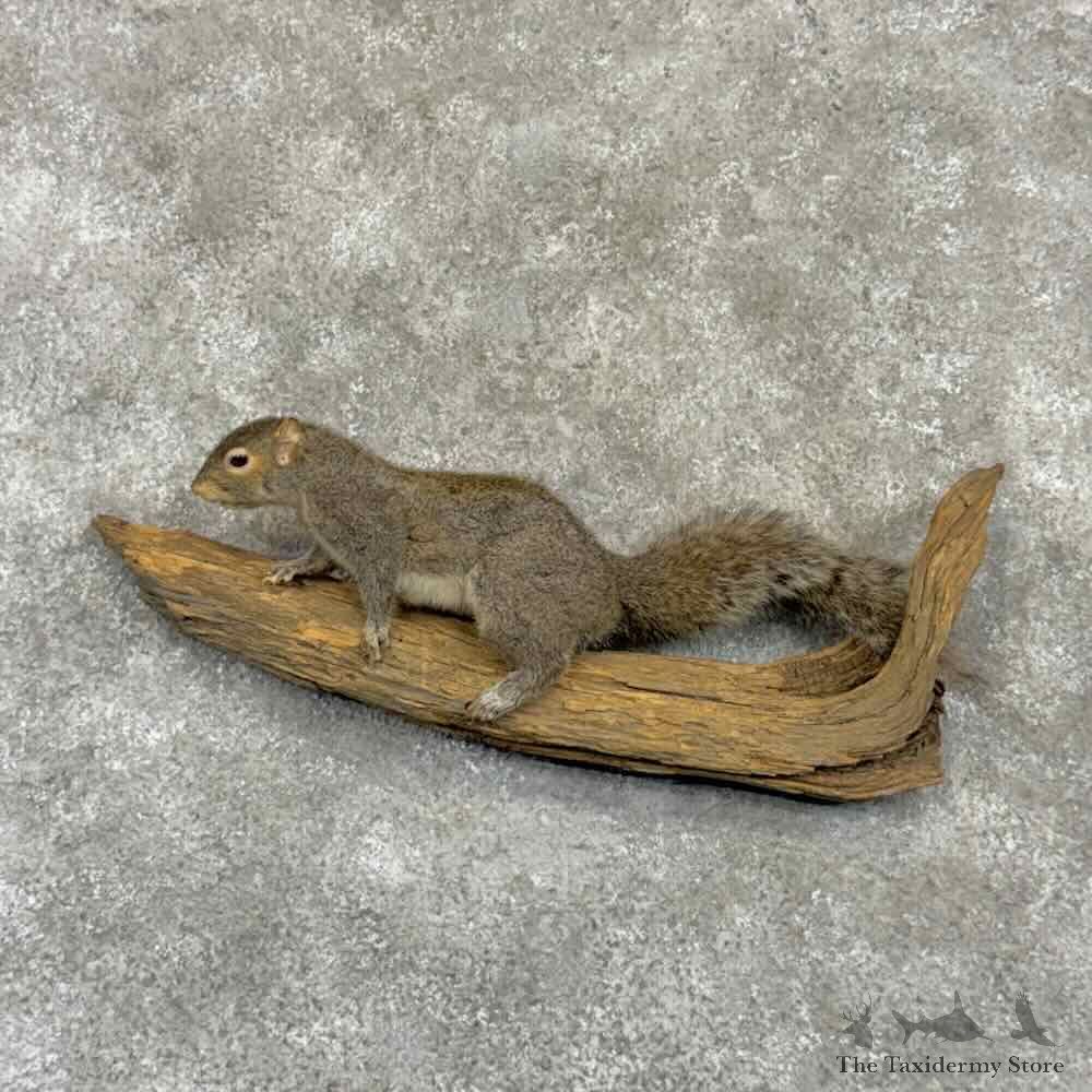 Grey Squirrel Life Size Mount For Sale #32255 @ The Taxidermy Store