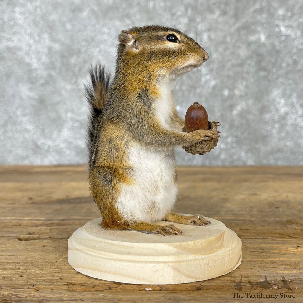 Chipmunk Life-Size Mount For Sale #24080 @ The Taxidermy Store