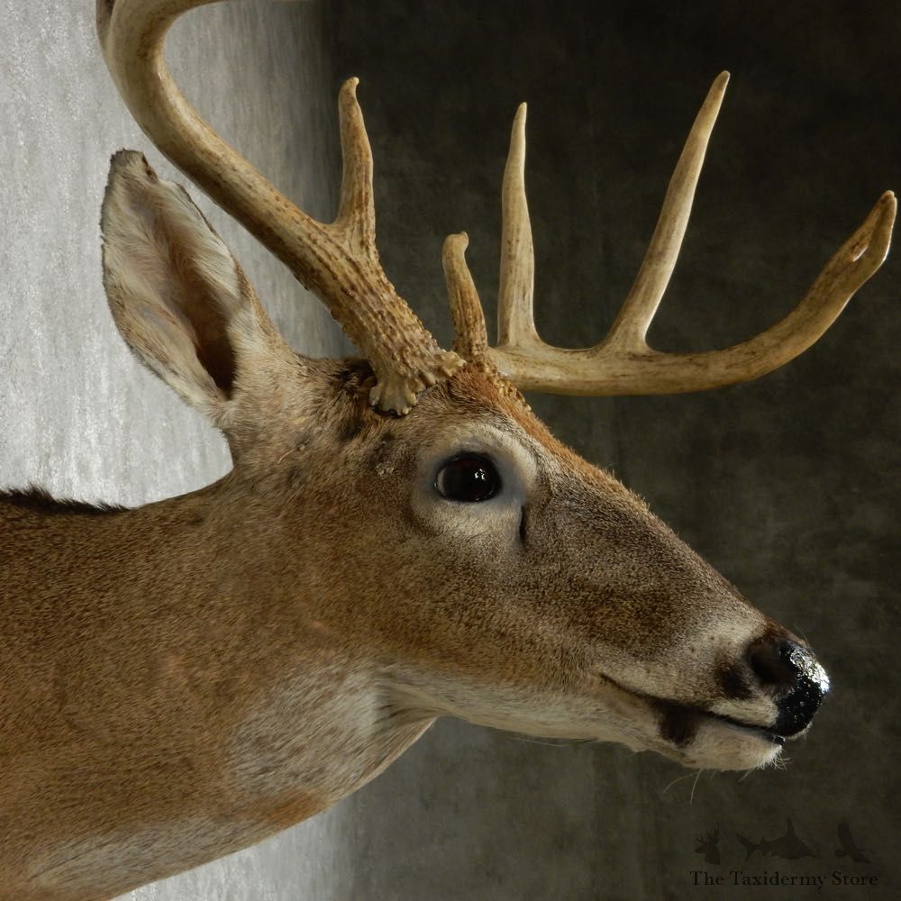 Whitetail Deer Taxidermy Shoulder Mount #13164 For Sale @ The Taxidermy Store