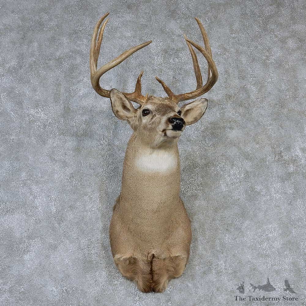 Whitetail Deer Taxidermy Shoulder Mount #13161 For Sale @ The Taxidermy Store
