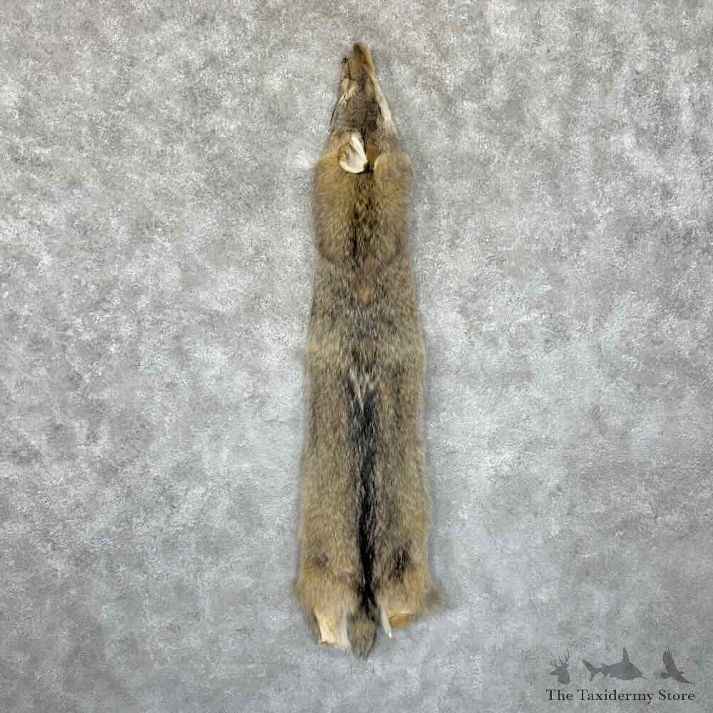 Coyote Dressing Tanned Hide For Sale #30944 @ The Taxidermy Store