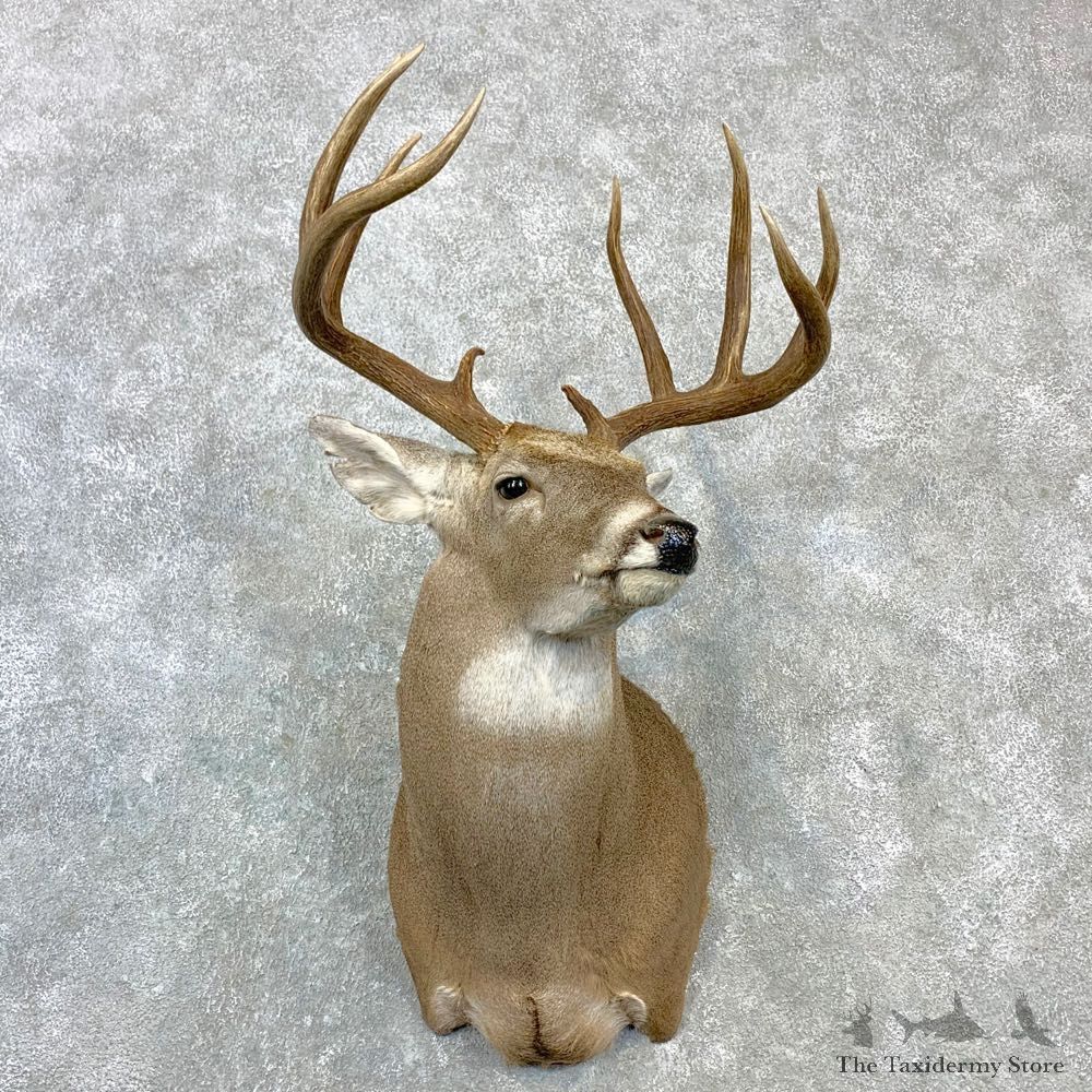 Whitetail Deer Shoulder Mount For Sale #23075 @ The Taxidermy Store