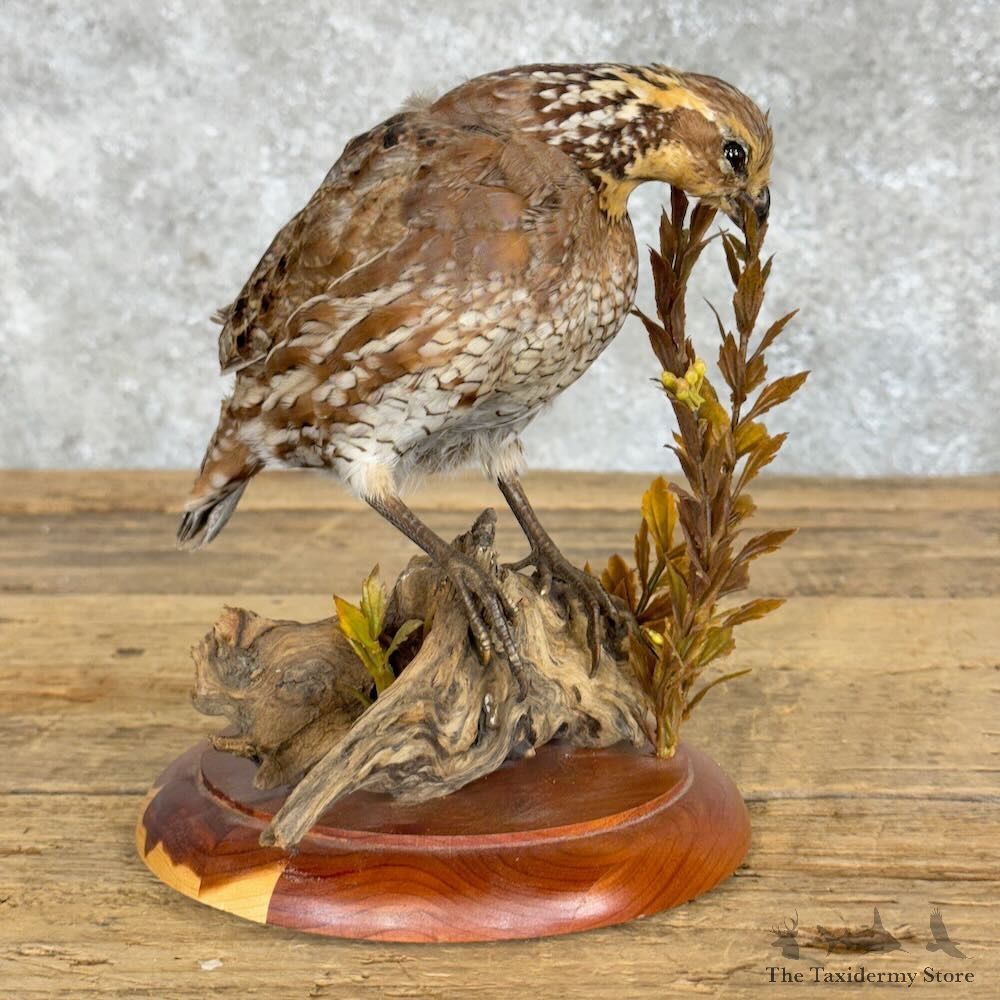 Bobwhite Quail Bird Mount For Sale #28944 @ The Taxidermy Store