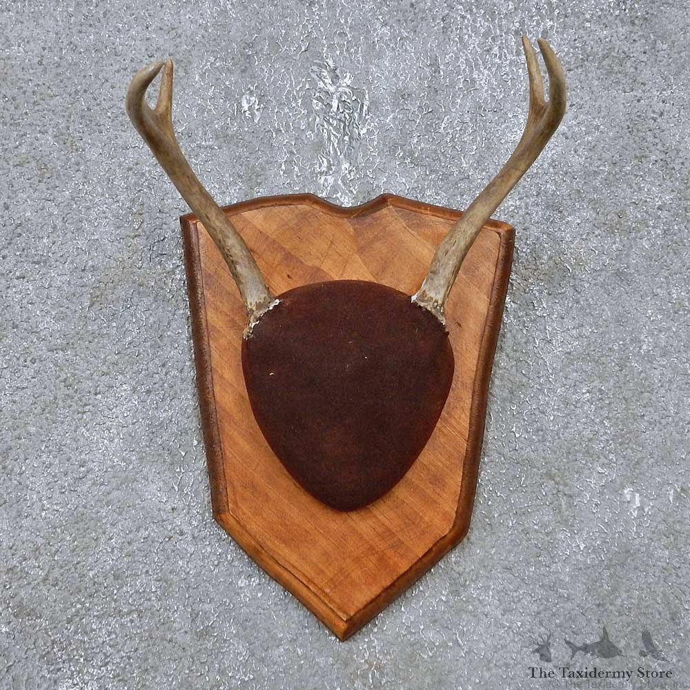 Whitetail Deer Antler Plaque Mount For Sale #14764 @ The Taxidermy Store