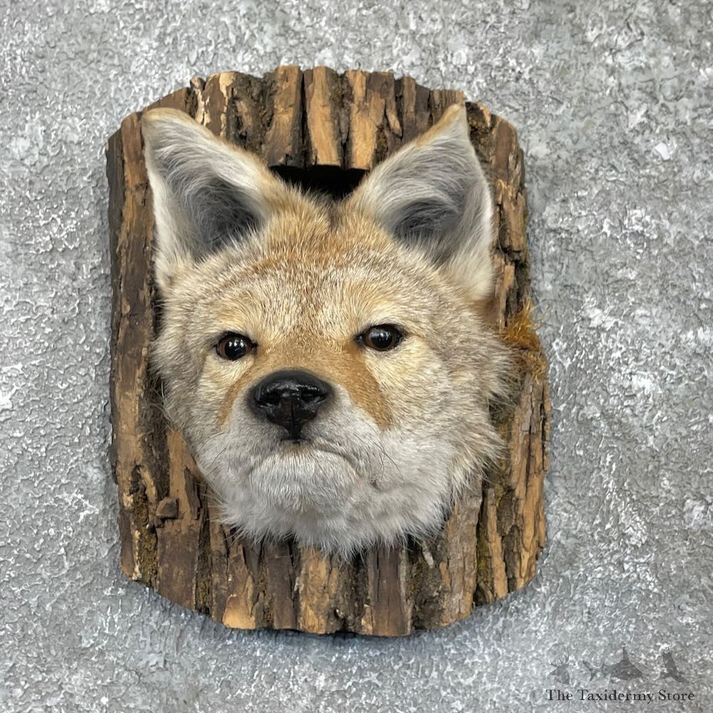 Novelty Coyote Cave Scene Mount For Sale #27397 @ The Taxidermy Store