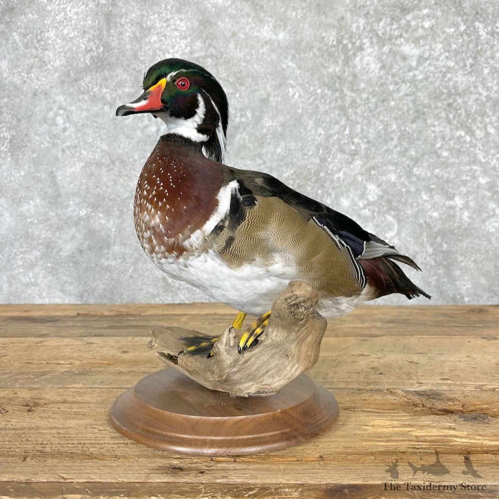 Wood Duck Bird Mount For Sale #27572 - The Taxidermy Store