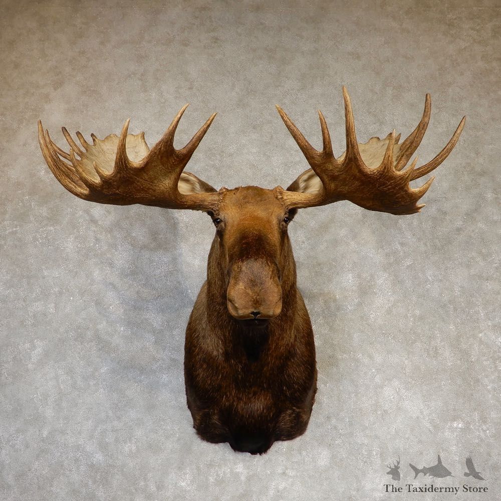 Moose Shoulder Taxidermy Mount For Sale #20216 - The Taxidermy Store