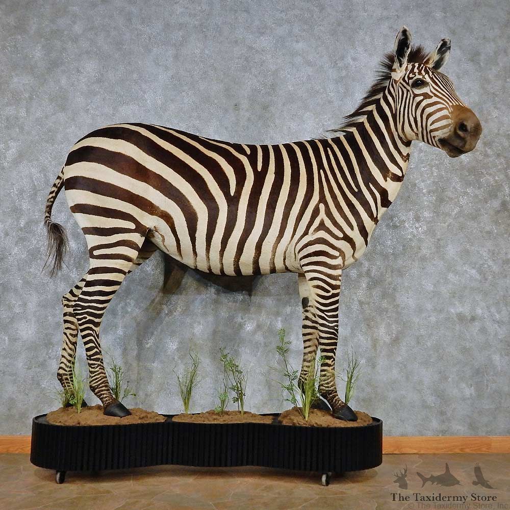 African Zebra Life-Size Taxidermy Mount #13893 For Sale @ The Taxidermy Store