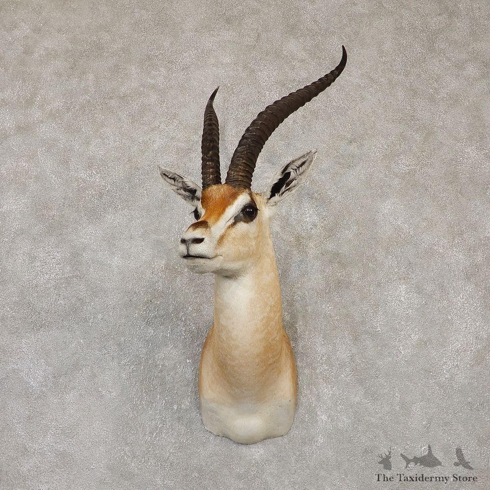 Grant’s Gazelle Shoulder Mount #20152 For Sale @ The Taxidermy Store