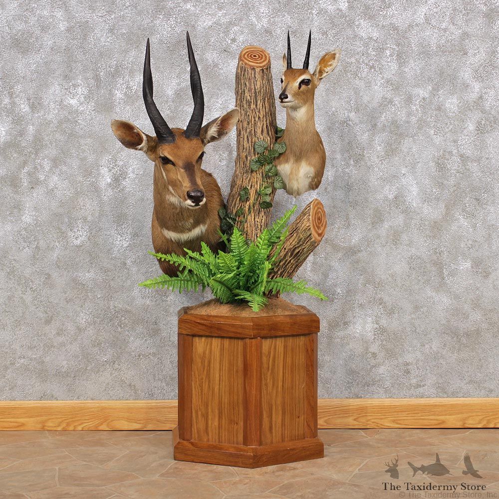 African Steinbok & Bushbuck Pedestal #12323 For Sale @ The Taxidermy Store