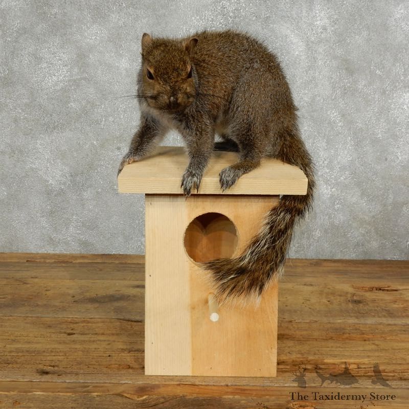 Squirrel & Birdhouse Mount For Sale #17732 @ The Taxidermy Store