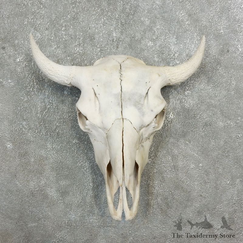Buffalo Bison Skull Mount For Sale #17702 @ The Taxidermy Store